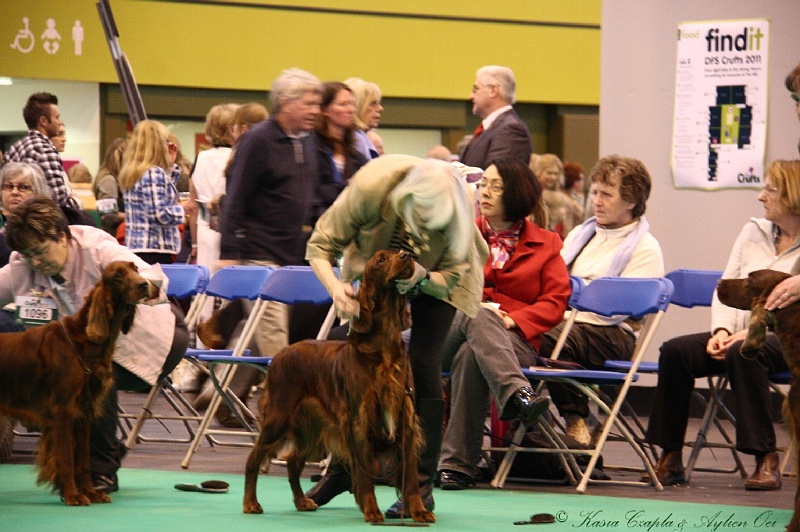 Crufts2011 488.jpg